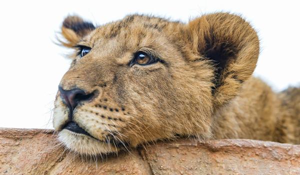 tired lion cub