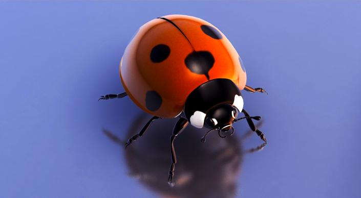 to start backdrop picture ladybug closeup
