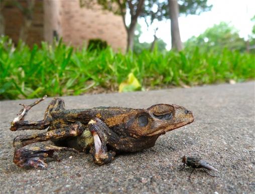 toad fly roadkill