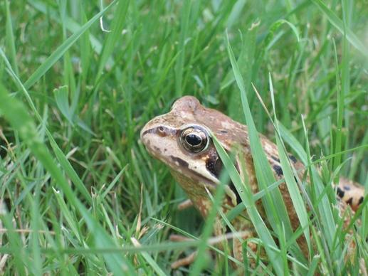 toad frog grass