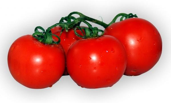tomato plant red