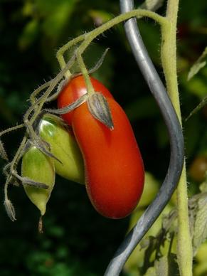 tomato vegetables red