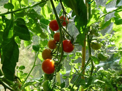 tomatoes growing in greenhouse