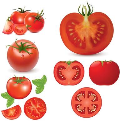 tomatoes vector