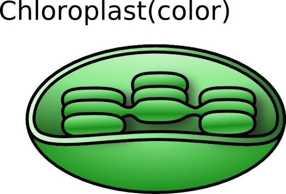Torisan Chloroplast clip art
