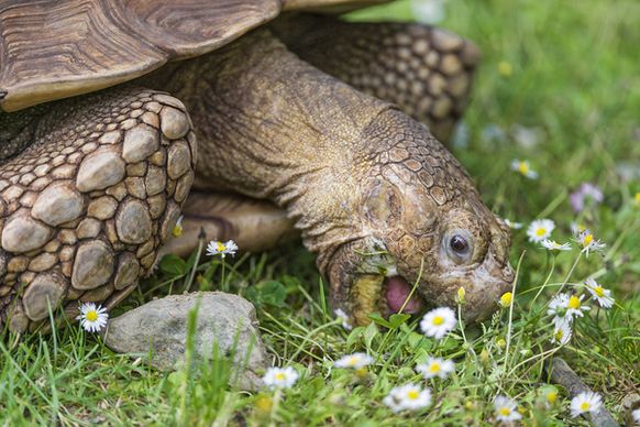 tortoise eating daisies