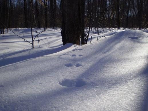 trail in the snow