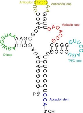 Transfer RNA 2