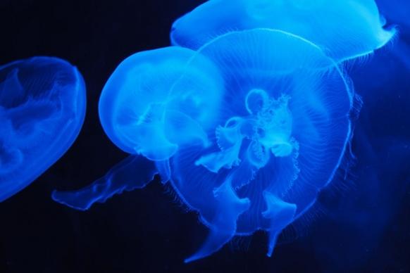 translucent blue jellyfish