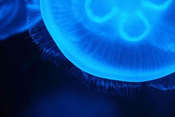 translucent jellyfish