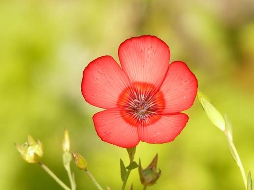 translucent red lein flower