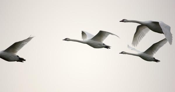 traveling birds swans