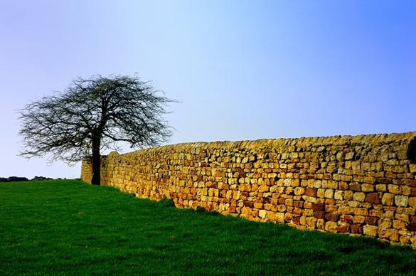 tree and wall