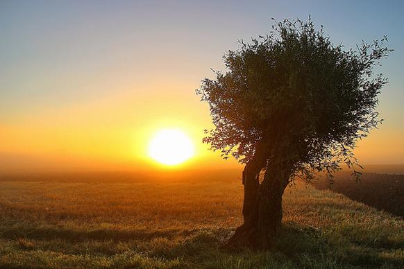 tree at sunrise
