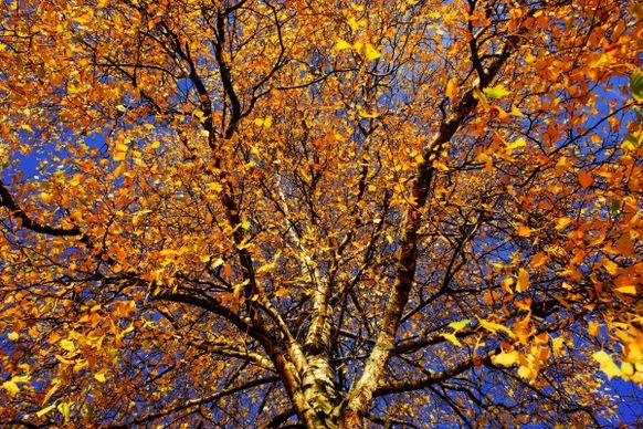 luxuriant yellow leaves on tree in autumn
