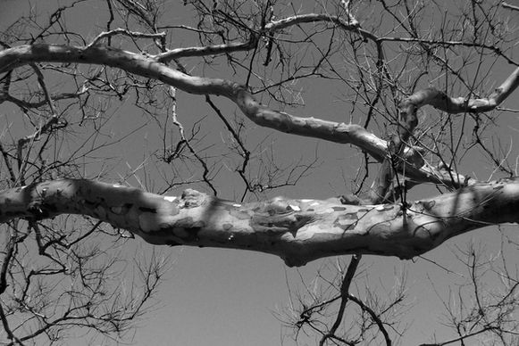 tree branch limb