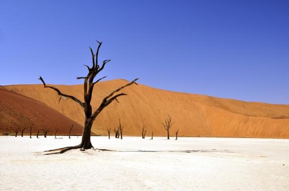 tree desert namib