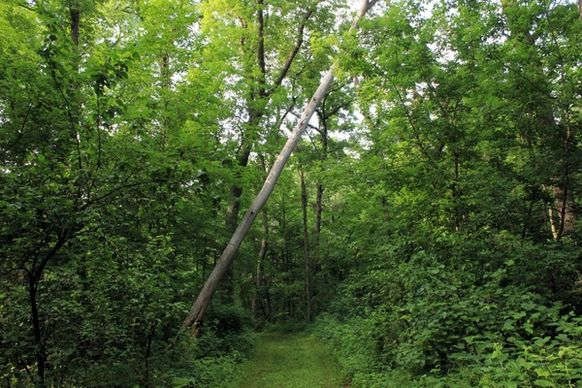 tree falling over on trail at new glarius woods wisconsin