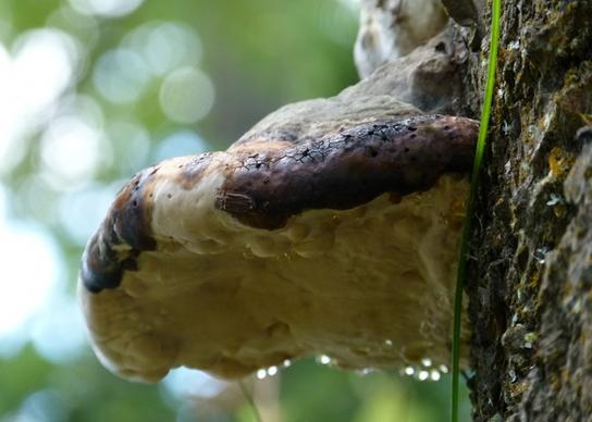 tree fungus hanging