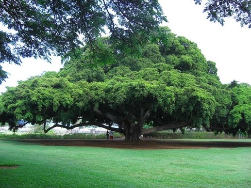 tree green hawaii
