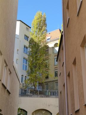 tree hof courtyard