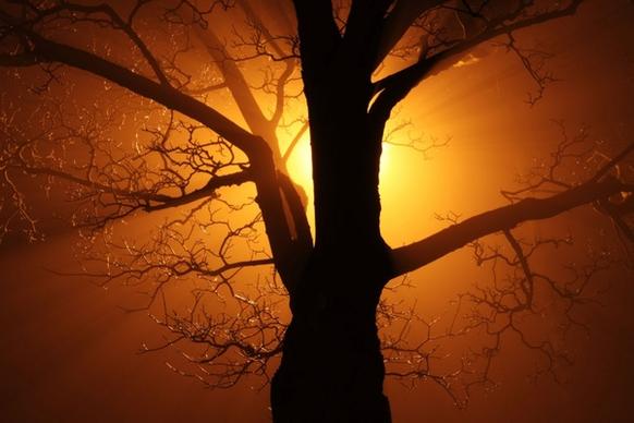tree in fog at night