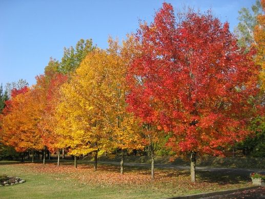 tree leaves colors