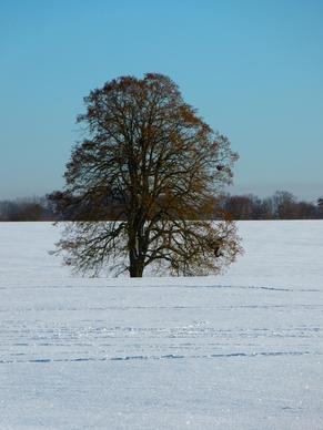 tree linde winter