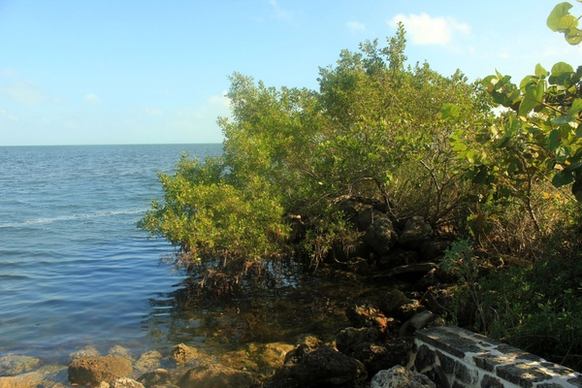 tree on shore at biscayne national park florida