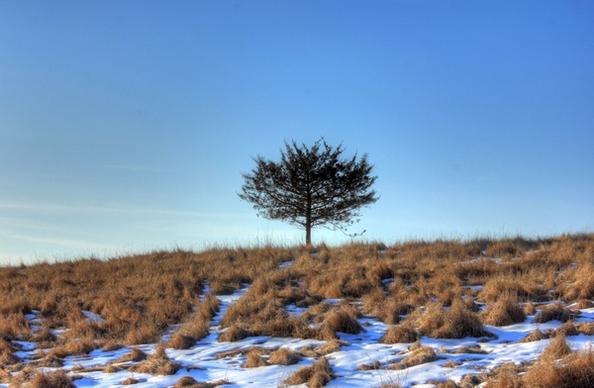 tree on the hill on the ice age trail wisconsin