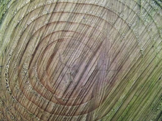 tree rings of life