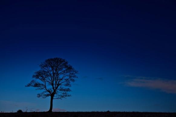 tree silhouette at night