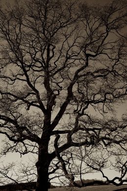 tree silhouette nautre