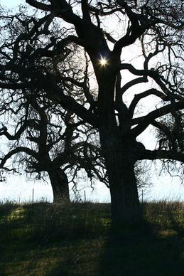 tree silhouettes
