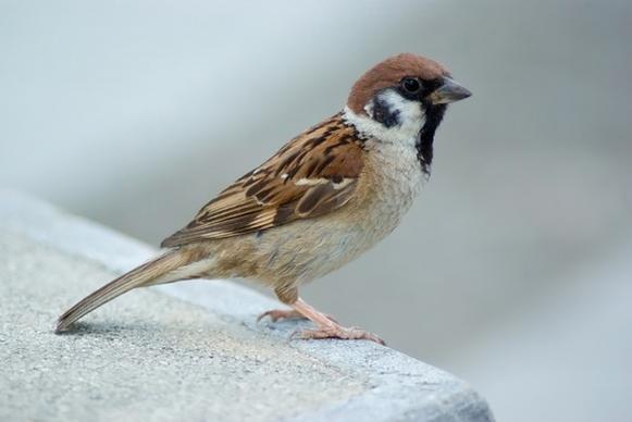 tree sparrow sparrow bird