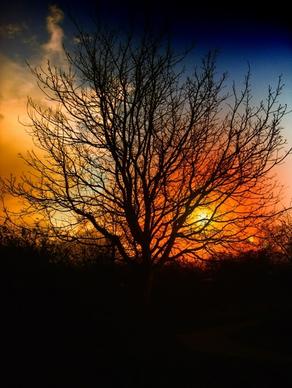tree sunset beautiful