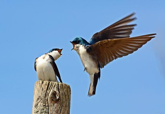 tree swallows