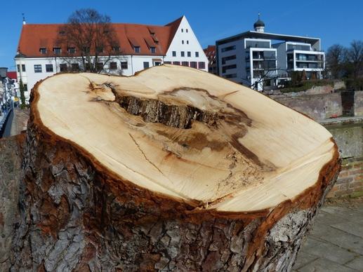tree tree stump sawed off