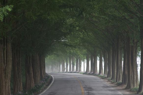 tree tunnel road