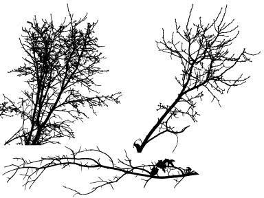 Tree vector