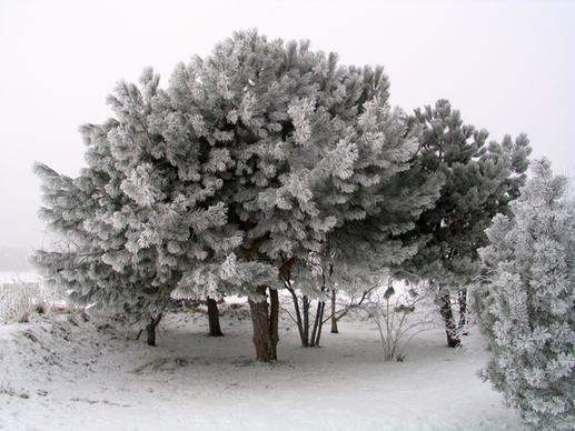 tree winter trees