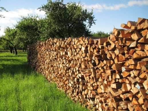 tree wood firewood wood