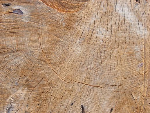 tree wood texture 12