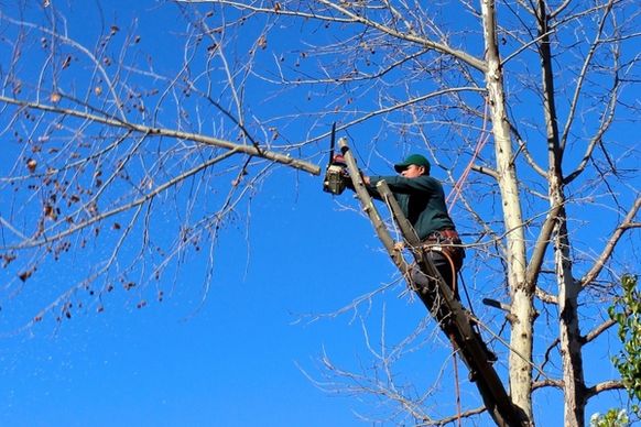 tree woodcutter chainsaw