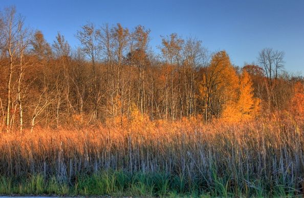 trees and marsh grasses at kettle moraine north wisconsin