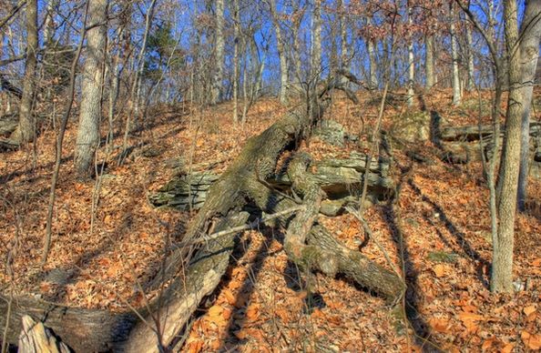 trees felled in park in babbler state park missouri