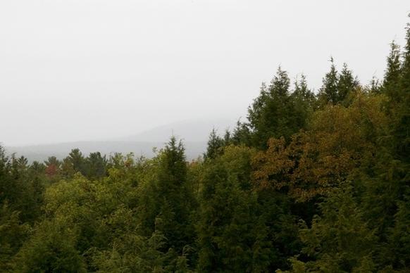 trees fog mountains
