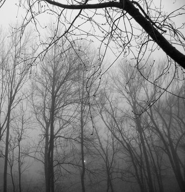 trees fog nature