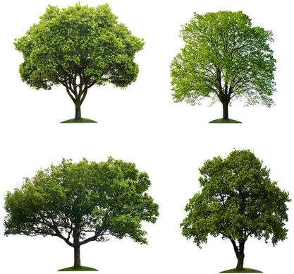 trees hd picture 5