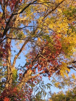 trees in fall